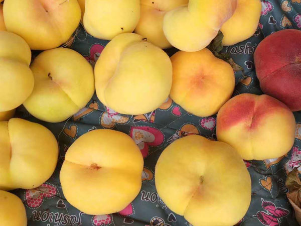 黄金蟠桃