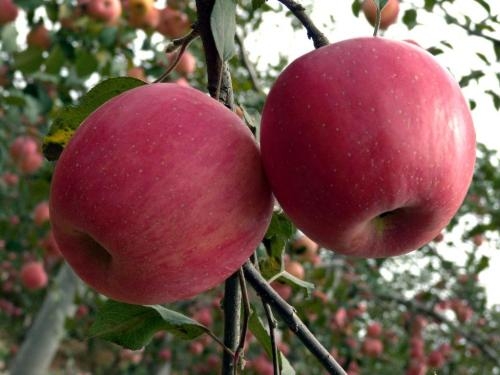 苹果苗价格：苹果树提供了许多景观优势